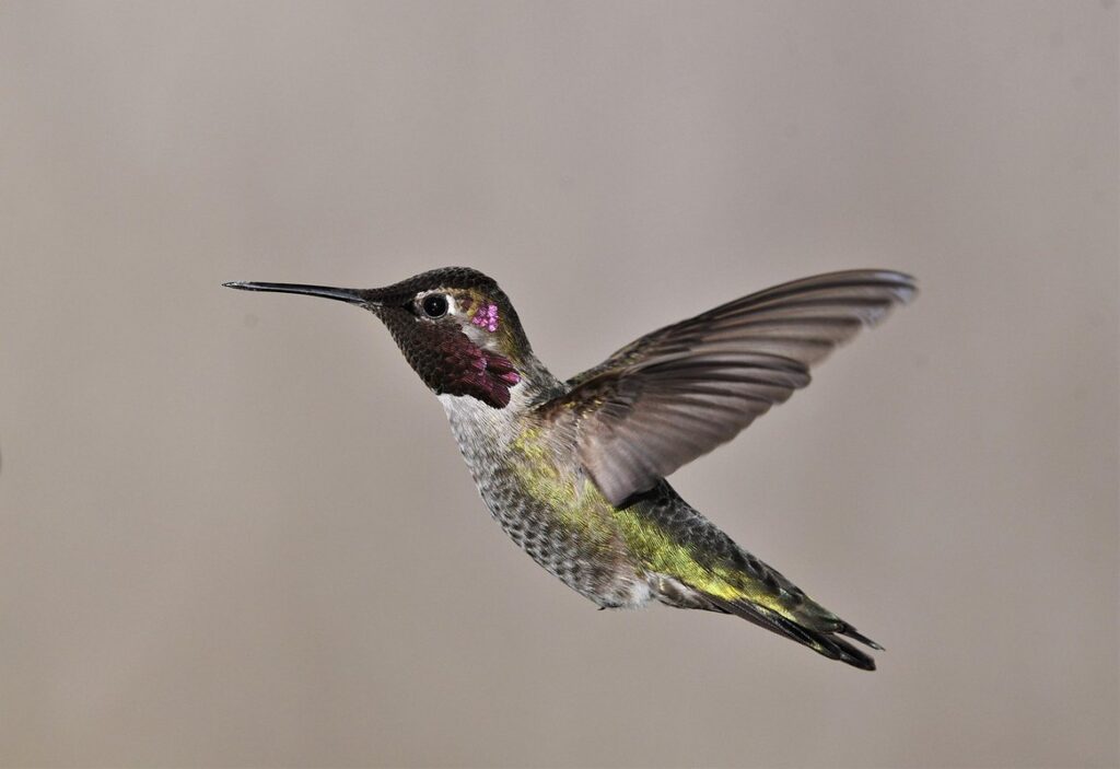humming bird bee