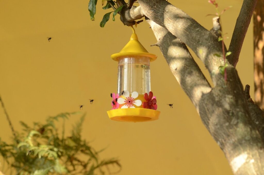 hummingbird bees