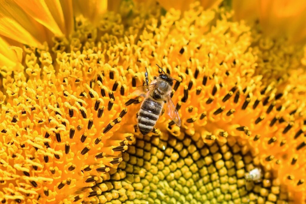 plants bees pollinate