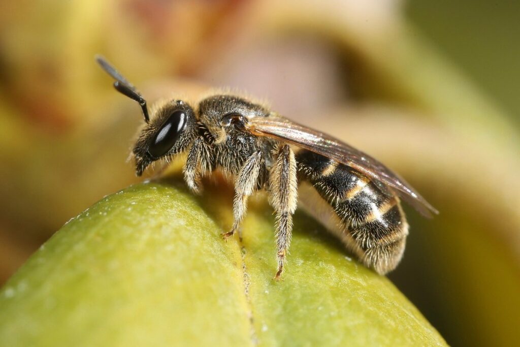 pollination vs fertilization