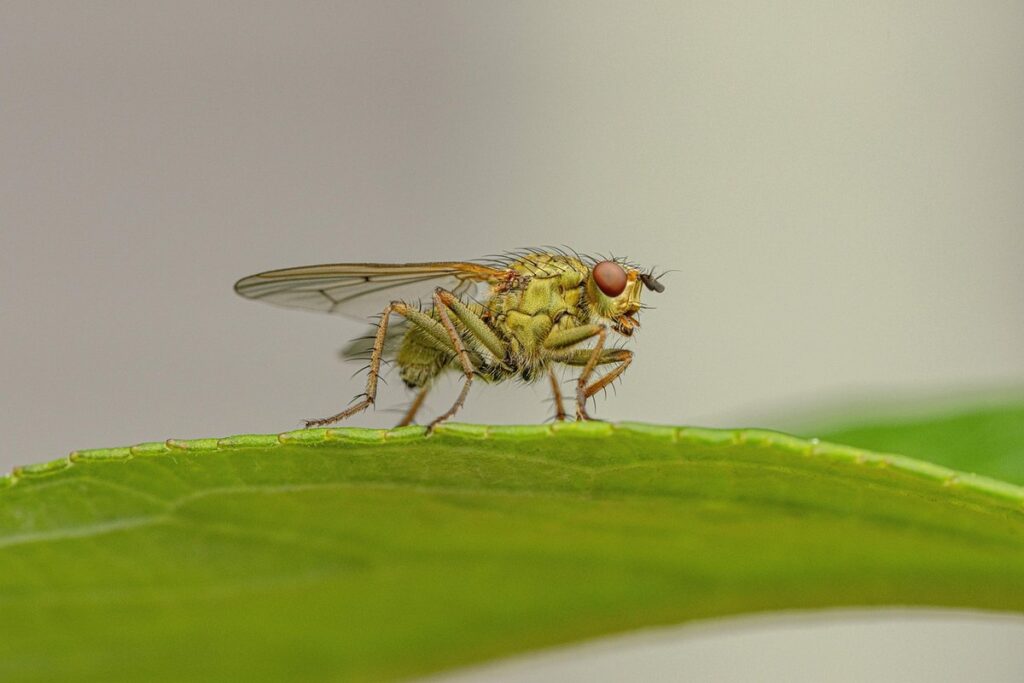 bug resembles tiny bee