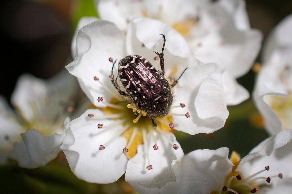 Tree pollination by hand